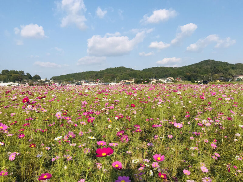 栃木県益子町のコスモス畑