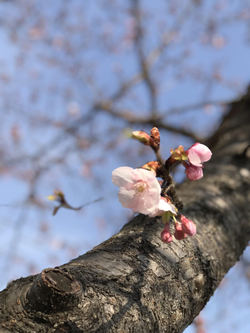 宇都宮城址公園の桜