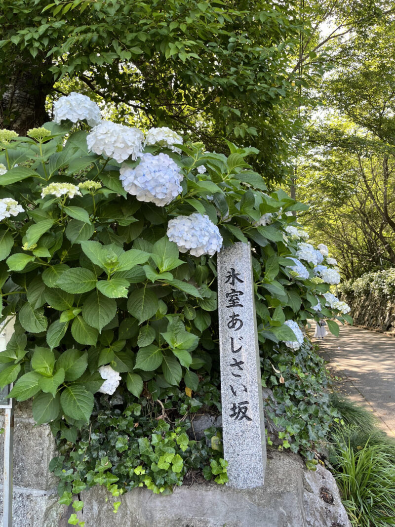 氷室あじさい坂