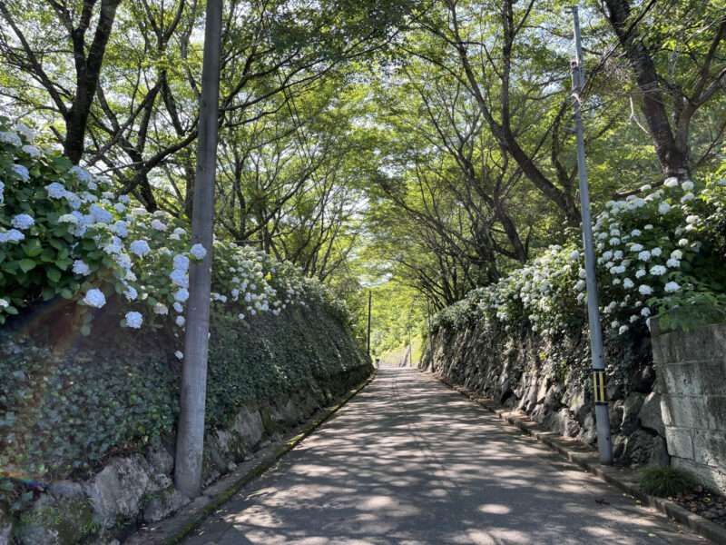 氷室あじさい坂