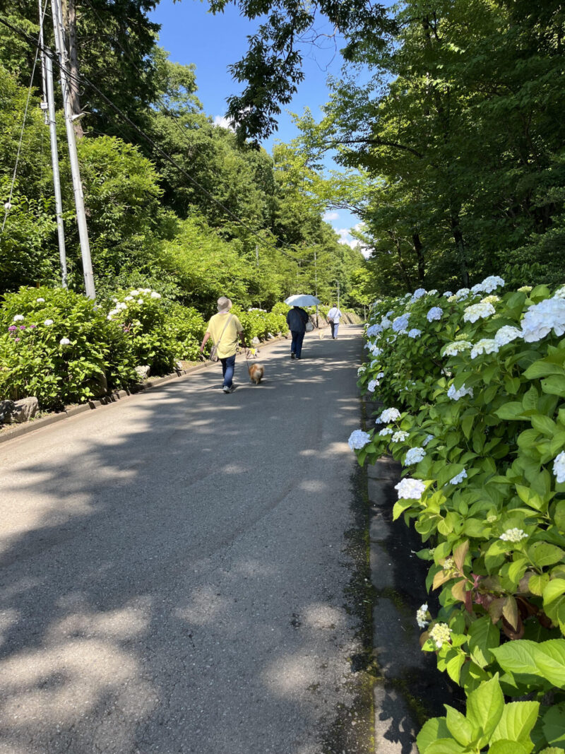 氷室あじさい坂